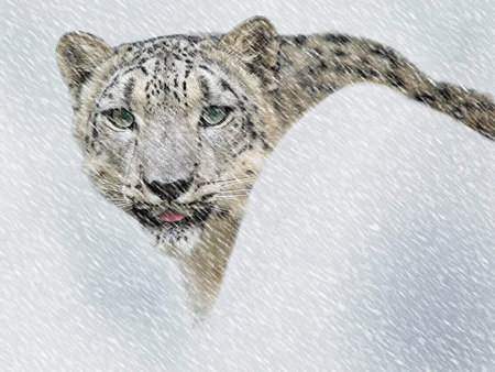 Snow Leopard - leopard, animal, snow