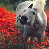 Romantic horse