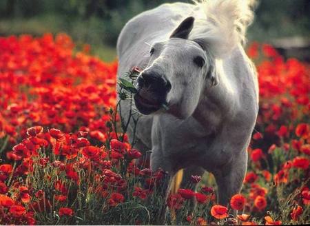 Romantic horse