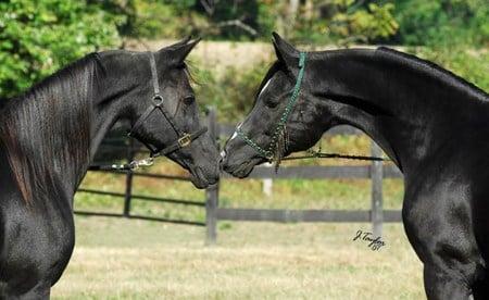 Love ♥ - stallion, animal, love, horses