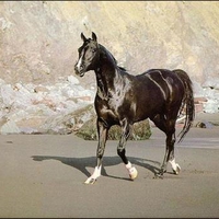 Wild Black Horse