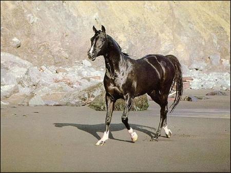 Wild Black Horse - horse, wild, animal, cavalo, stallion