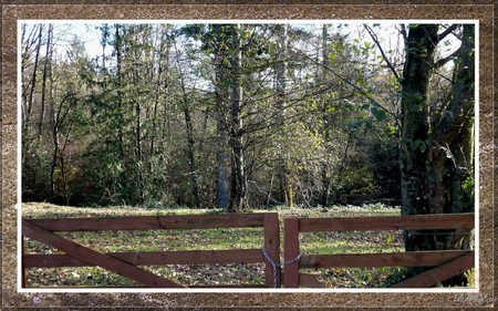 Framed Fence - fall, trees, gate, field, browns, widescreen, washington