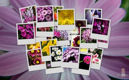 Purples on Purple - summer, purple, flowers, collage, widescreen, colors