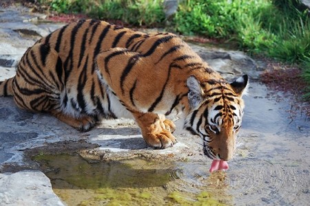 Tigre - tigre, animal, tiger, big cat