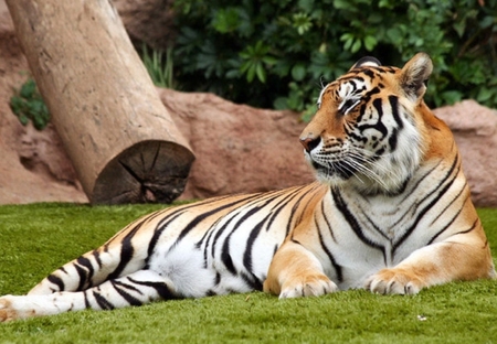 tigre :D - tigre, animal, tiger, big cat