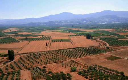 Fields - fields, trees, nature