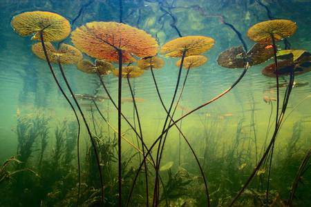 Water Lilies - flowers, nature, water, lily