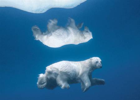 Seeing Double - bears, ocean, hot, bear, animals, winter, polar bear, polar, cute