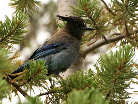 Bird - animals, birds