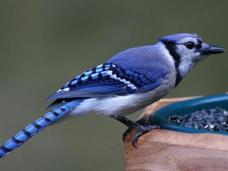 Bird - animals, birds