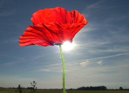 poppy - nature, sky, red, blue, lovely, poppy, spring