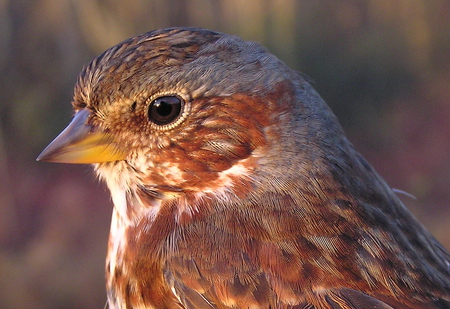 Bird - animals, birds