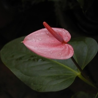 Anthurium Flower