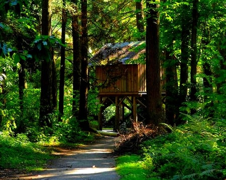 REST HOUSE FOR KENT ONE - morning, rays, plank, sunshine, wooden, path, road, forest, green, house, shadow