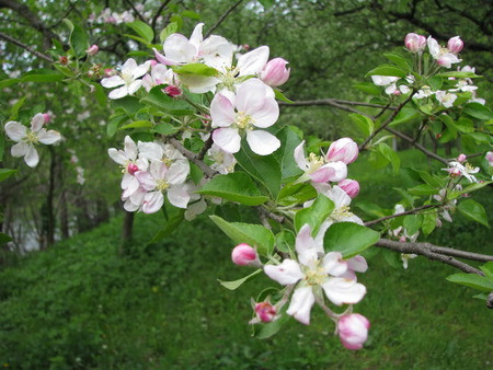 Blossom Time - white, pretty, pink, flowers, tree, green