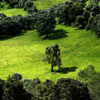 nature trees