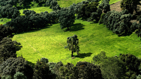 nature trees - nature, green, grass, trees