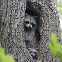 Raccoons hiding in a tree