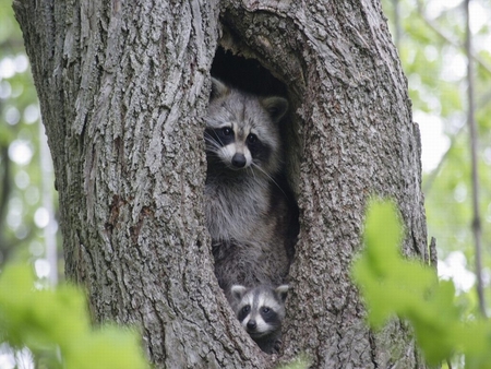 Raccoons hiding in a tree - picture, funny, raccoons-hiding-in-a-tree