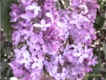 Lilacs