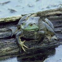 WAZUP SAYS BULL FROG