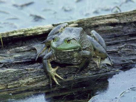 WAZUP SAYS BULL FROG - water, cool, green