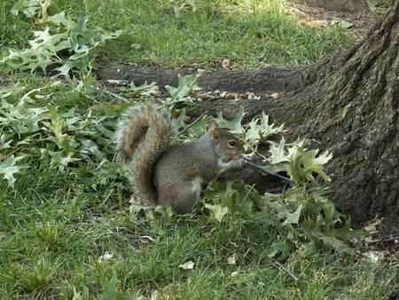 IM A SQUIRRLE - green, nuts, brown, cute