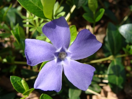 Pretty flower - pretty flower, purple flower