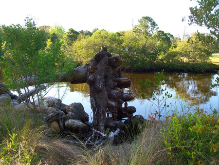 ~Blown Over, by a Nasty Storm~ - trees, roots, brakish water, photograph, florida, nature, waterway, water oak, oak