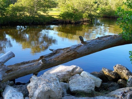 ~On the way to the sea~Tarpon Springs, Florida - florida, water, brakish water, bushes, nature, waterway, foilage, dead tree, tree, stones, photograph