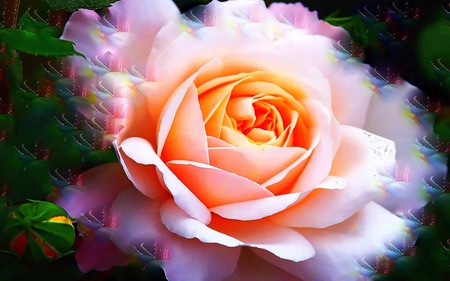 Glow Of Love - beauty, glow, abstract, romantic, caring, rose, loving