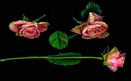 Tango Dancing Roses - abstract, loving, image, romantic, rose, beauty, face, caring