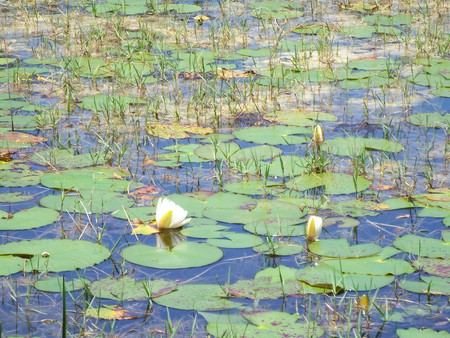 ~Lilly Pads in a Pond~Cypress Creek Preserve, Land O' Lakes, FL - water, preserve, lilly pads, lillys, photograph, flowers, florida, nature, fresh water