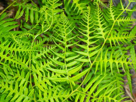 ~Waves of Green, Lay in Between~Cypress Creek Preserve - curl, florida, bright green, nature, pretty, plant, green, photograph, ferns