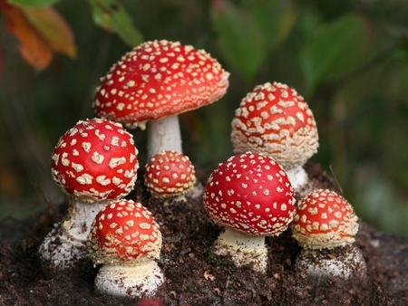 Mushrooms - mushrooms, vegetation, plants