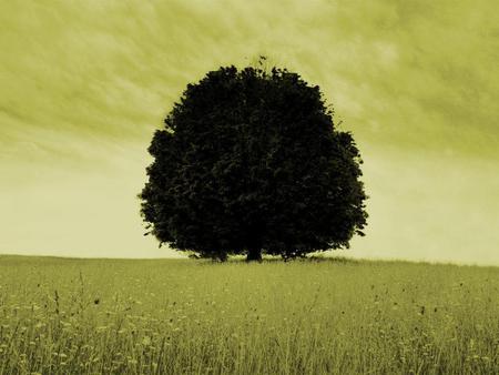 Tree in the middle of the field - fields, nature