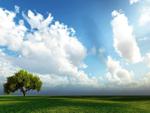 Green,sunny field