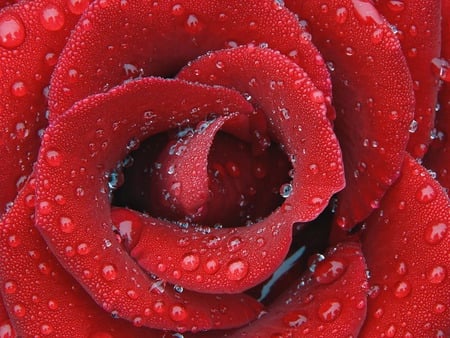 Wet_Rose - red, rose, flowers, wet, hot, nature