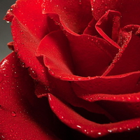 Red Rose wet