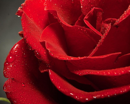 Red Rose wet