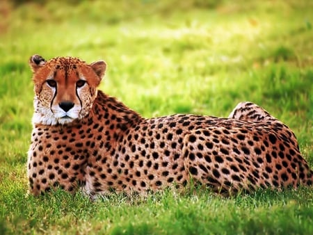 Cheetah - picture, cheetah, cool