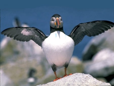 Puffin - puffin, picture, cool