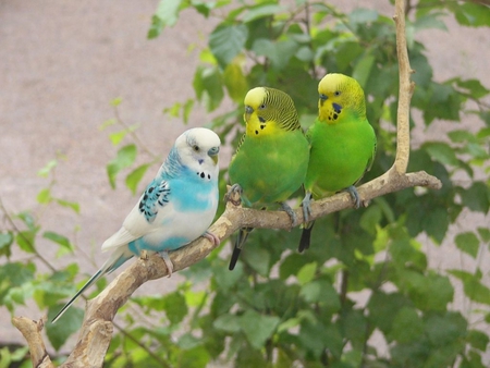 Budgies - picture, budgies, cool