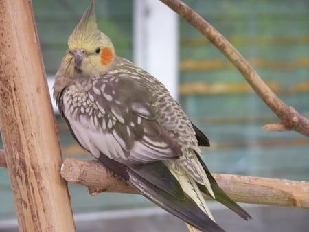 Cockatiel - cockatiel, cool, picture