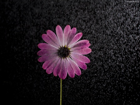 Osteospermum - osteospermum, picture, cool