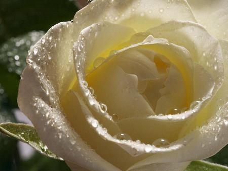 White rose - flowers, nature