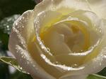 White rose