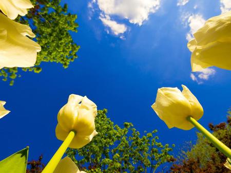 Yellow tulips - flowers, nature