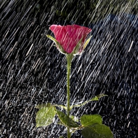 Drenched-rose